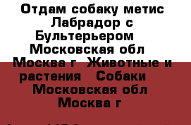 Отдам собаку метис Лабрадор с Бультерьером. - Московская обл., Москва г. Животные и растения » Собаки   . Московская обл.,Москва г.